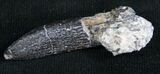 Diplodocus Tooth - Salt & Pepper Quarry #5605-1